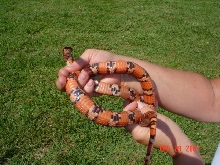 Az Mtountan King X Orange Thayeri