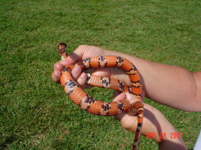Az Mtountan King X Orange Thayeri