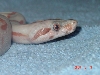 baby paradox
