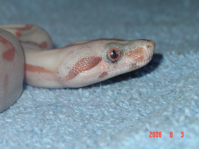 baby paradox