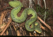 Peruvian Emerald Treeboa