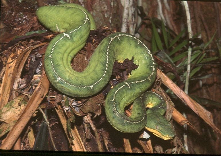 Peruvian Emerald Treeboa