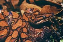 Peruvian Rainbow Boa