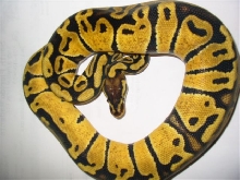 Pastel Yearling