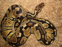 Adult Pastel F