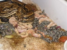 01 Mom and kids