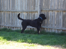 Dodger