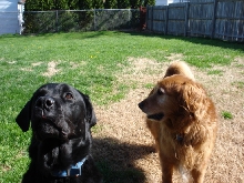 The boys