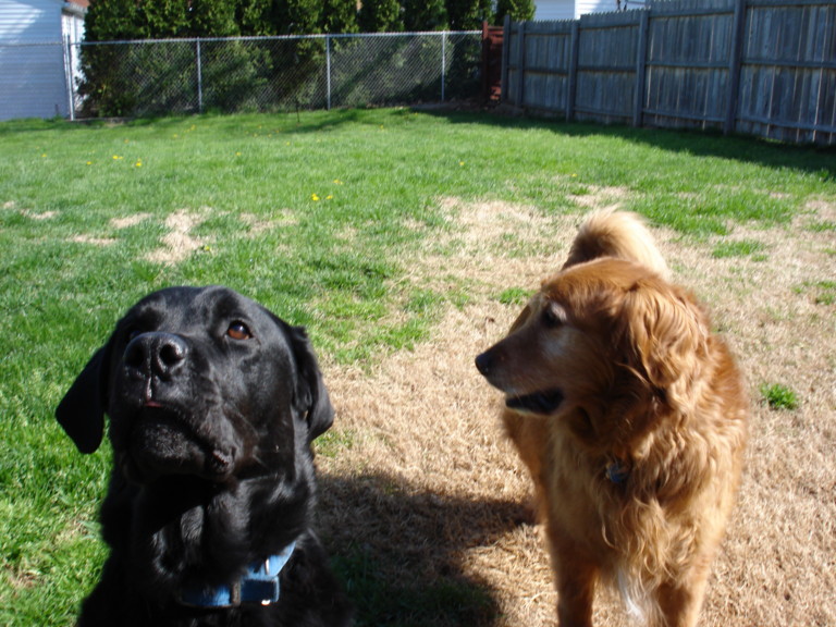 The boys