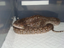 Female super dwarf