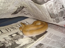 Male Patternless Afrock
