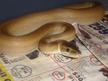 Female Patternless Afrock