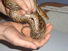 Female Seleyars