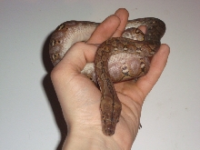 Male SD
