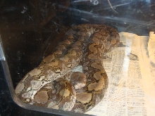 New Female Jamp