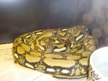 Female Tiger