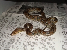 2nd Male Ambon