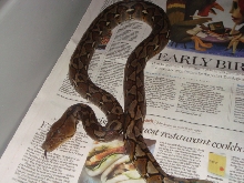 Larger Female Ambon