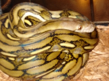 Dwarf Tiger Female