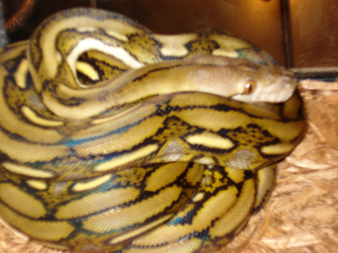 Dwarf Tiger Female