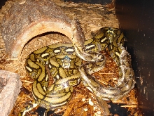 dwarf tiger finishing a shed