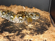 Female Selayars Retic