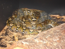 Male Selayars