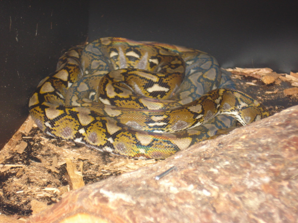 Male Selayars