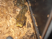 Male Selayars