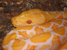 Male white phase albino retic