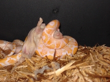 Headlock