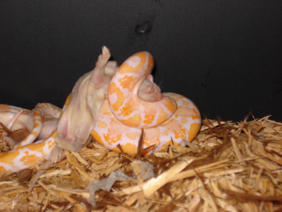 Headlock