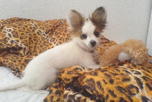 Papillon Panda