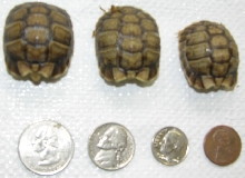 Baby Egyptians compared to coin size