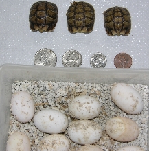 Egyptian babies / coins / eggs