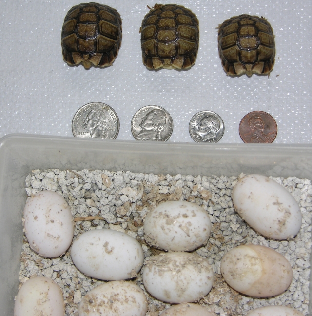 Egyptian babies / coins / eggs