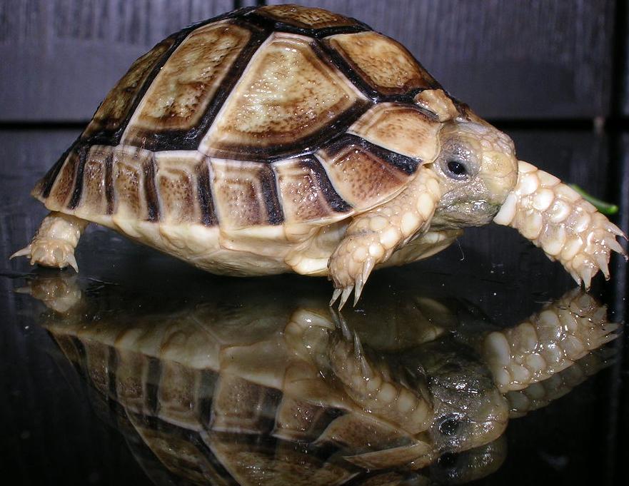 Tortle on a Table