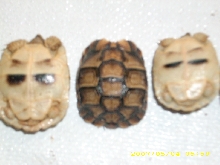 T. kleinmanni plastron
