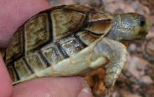 another baby closeup