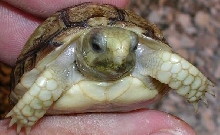 Baby closeup