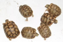 Small group