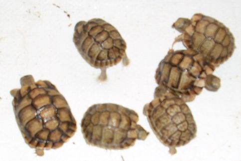 Small group