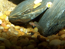 Other African Cichlid Fry