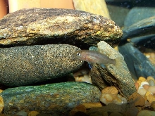 African Cichlid Fry