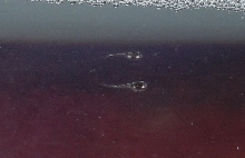 Tadpoles