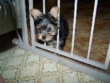 Zoey
