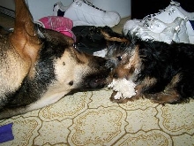 Tug O War
