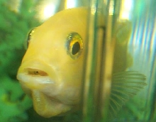Mama fish
