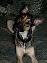 Head Tilt