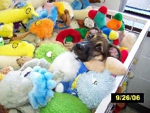 A puppys dream